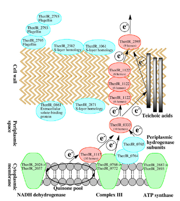 Tpotens pathway