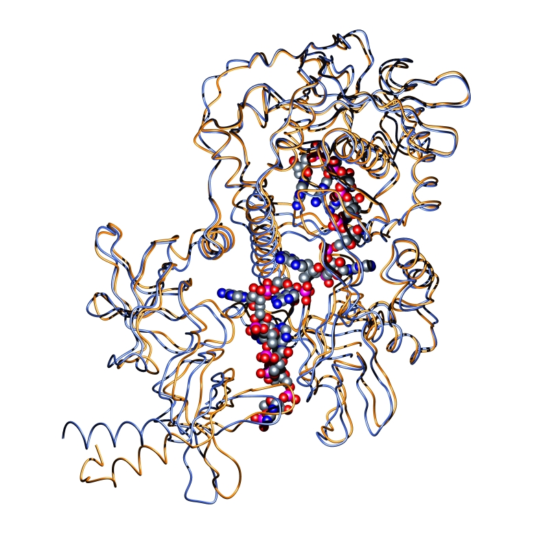 rnase2.jpg