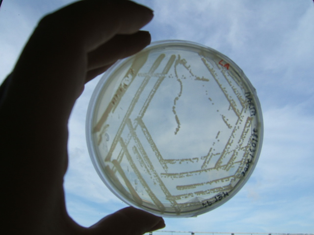foto bacterias
