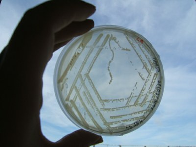 foto bacterias