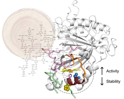 Graphical abstract WEB