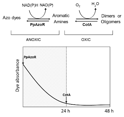 Synergistic