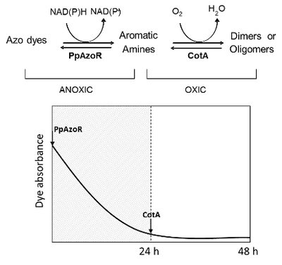 Synergistic