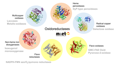 METLAB enzymes