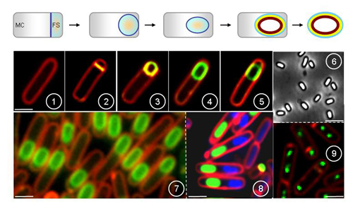 microbial_development