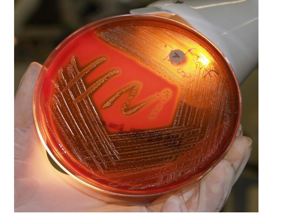 GAS. D.Rolo thesis.jpg