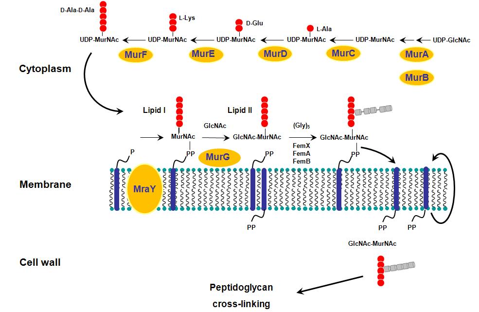 peptid_br3