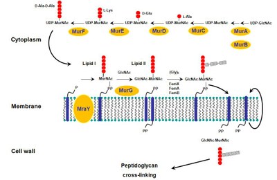 peptid_br3