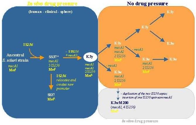 Gen_Bio_Evo_mec_Fig1A.jpg