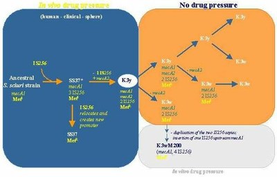 Gen_Bio_Evo_mec_Fig1A.jpg
