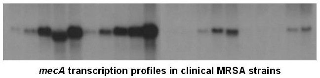 Gen_Bio_Evo_mec_Fig2A.jpg
