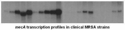 Gen_Bio_Evo_mec_Fig2A.jpg