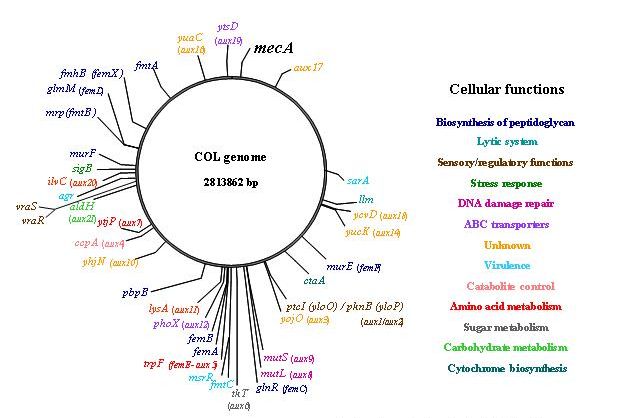 Gen_Bio_Evo_mec_Fig3A.jpg