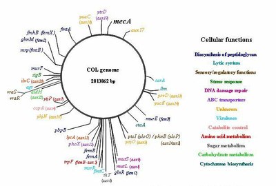 Gen_Bio_Evo_mec_Fig3A.jpg