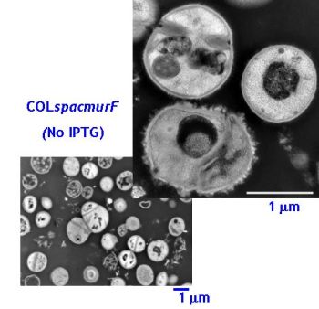 Gen_Bio_Evo_mec_Fig3C.jpg