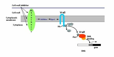 Gen_Bio_Evo_mec_Fig3E.jpg