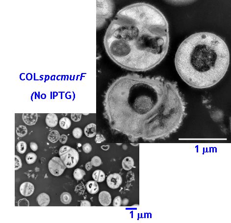 Gen_Bio_Evo_mec_Fig4B.jpg