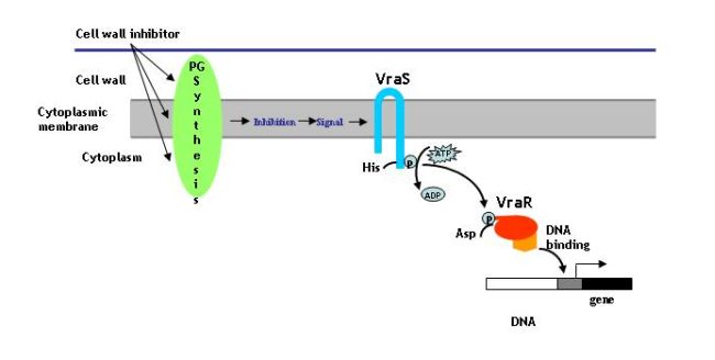 Gen_Bio_Evo_mec_Fig6.jpg