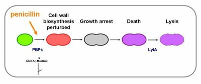 Gen_Bio_Evo_mec_Fig7.jpg