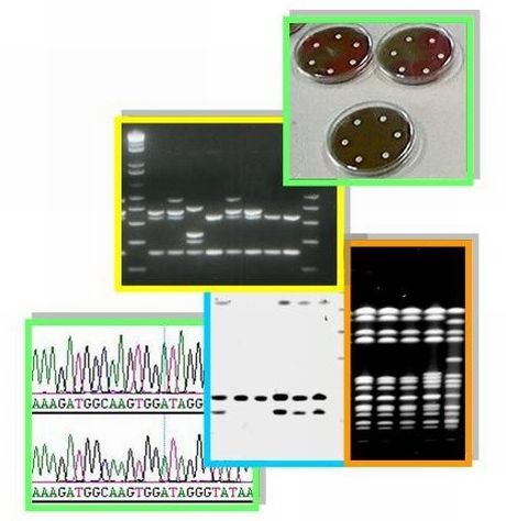 Research_Molec_Epidem_Intro.jpg