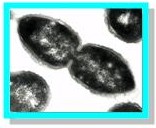 Research_Molec_Epidem_Pneumococci.jpg