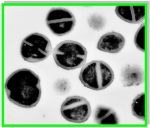Research_Molec_Epidem_Staphylococci.jpg