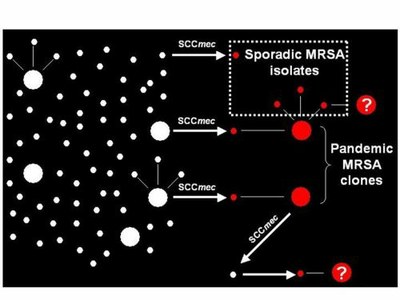 Research_Molec_Epidemio_Staphylococci_Fig2A.jpg