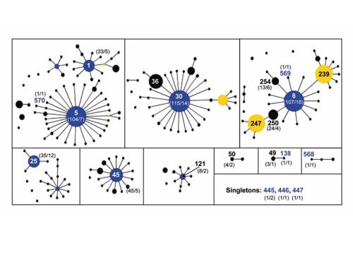 Research_Molec_Epidemio_Staphylococci_Fig2B.jpg