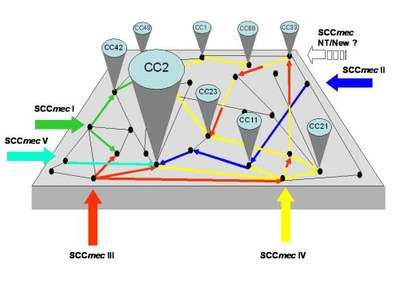 Research_Molec_Epidemio_Staphylococci_Fig3A.jpg