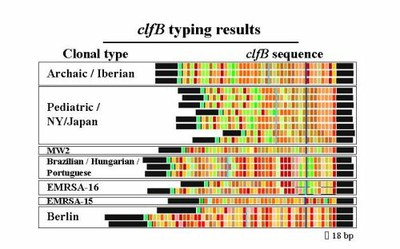Research_Molec_Epidemio_Staphylococci_Fig5A.jpg