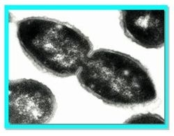 celula_pneumo