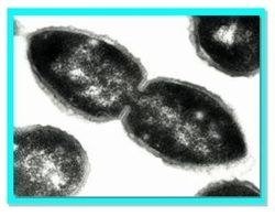 celula_pneumo