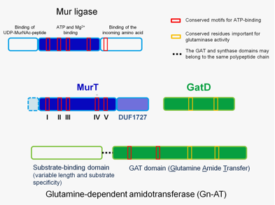 Gen_Bio_Evo_Mec_Staph_Fig1