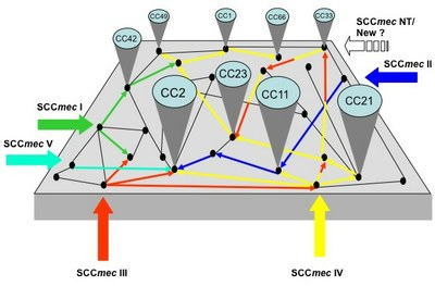 Sepid_Hosp_Figure1.jpg