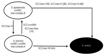 Shom_Figure 3.jpg