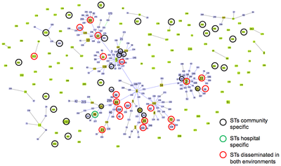 Staphylococci_Fig3.png