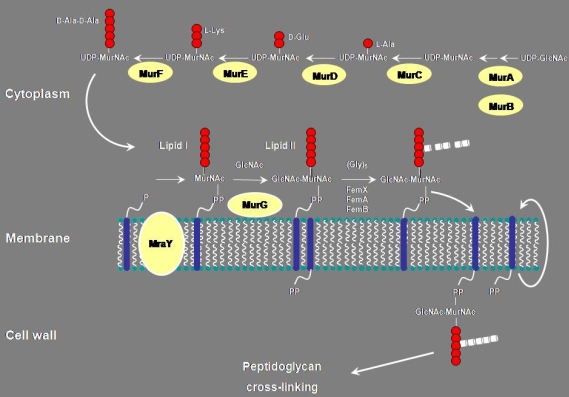 Peptid_cinz2