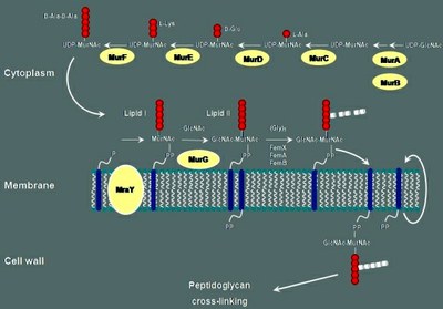 peptid_cinz3