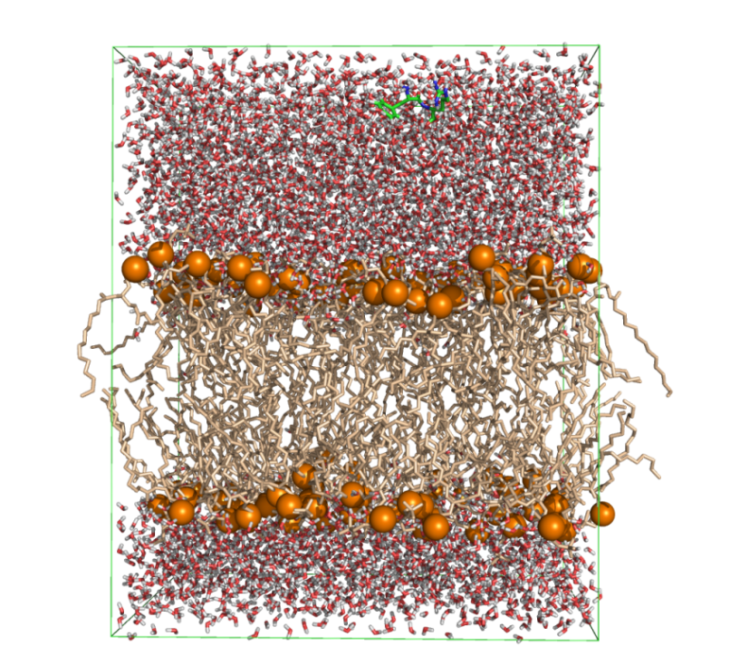 memb_ktp_cell_water.png