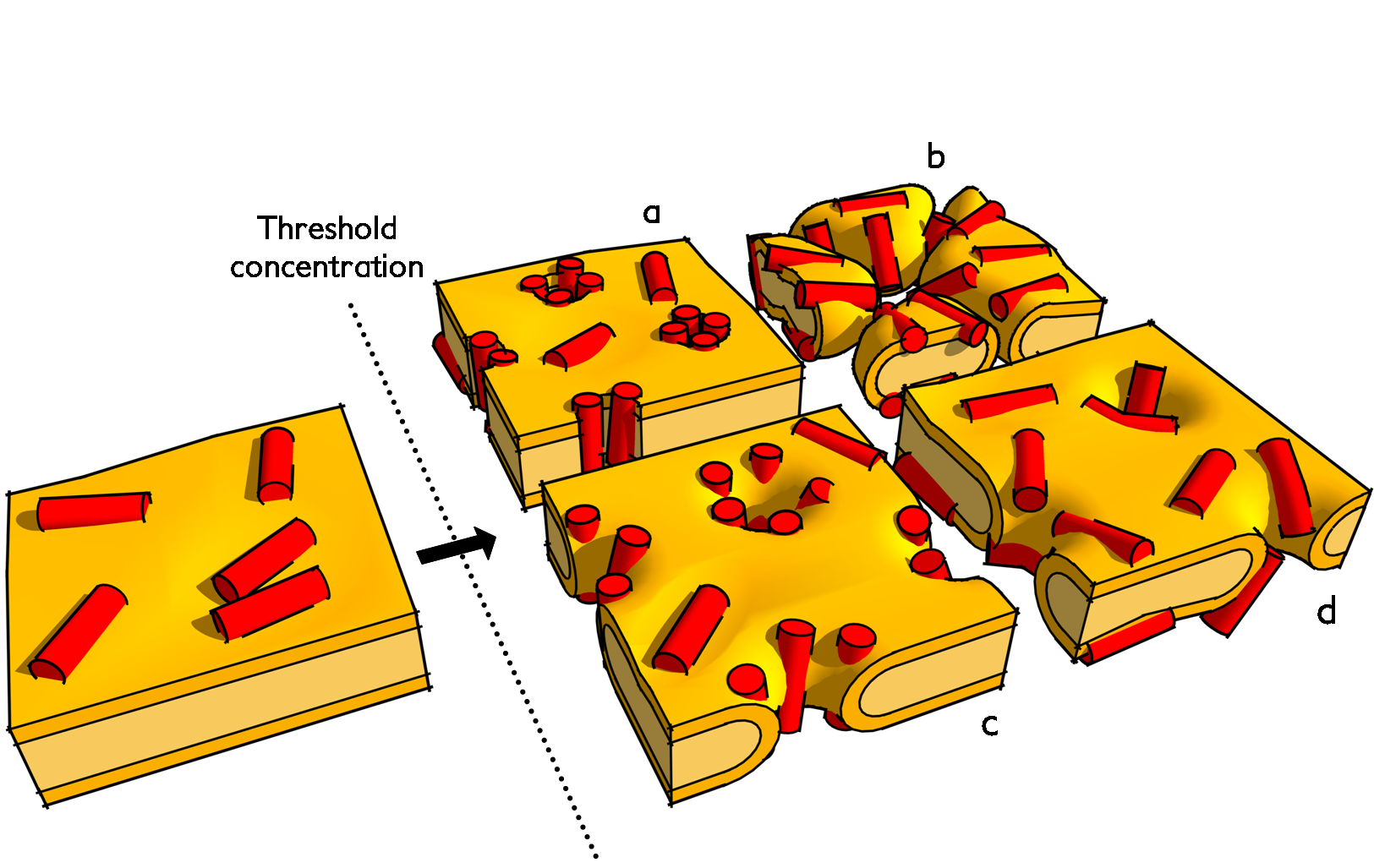 Mechanisms of membrane disruption by antimicrobial peptides