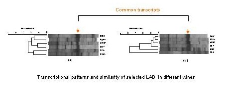 LAB Transcriptome.jpg