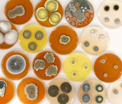 Fungos artistico.jpg