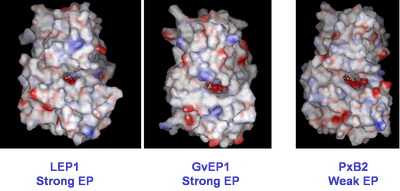 homology-based modelling