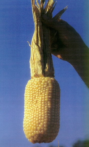 espigapigarro1