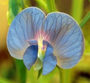 L sativus flower