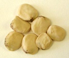 L sativus grain