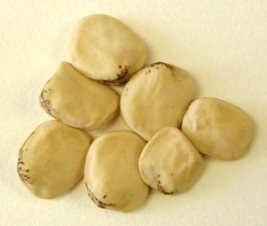 L sativus grain
