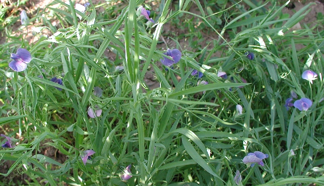 L sativus