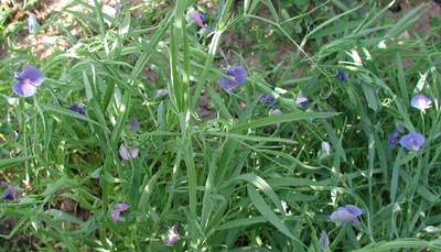 L sativus