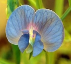 Lathyrus